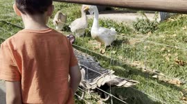 Child Talks Turkey: Sweet Farmyard Chat Between Boy and Bird