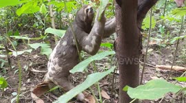 Sloth In The Garden