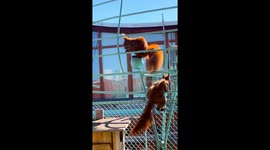 Red Squirrels Play on Balcony