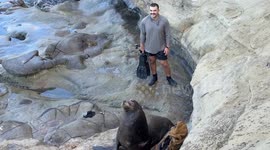 Sea Lion Uses Backpack as a Pillow
