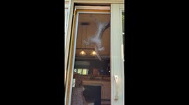Cat Gets Himself Stuck on Screen Door