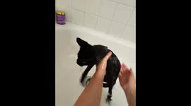 Bathing Gary vs Bathing Bean