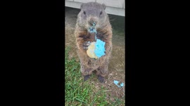 Puddles the Groundhog Eats Potluck Cupcake