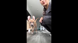 Dog performs handshake and barking tricks in Toms River, New Jersey, USA