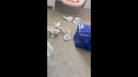 Funny prank as girl zips her girlfriend into a bag in Holbrook, New York, USA
