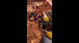 Dramatic Dachshund naps on crystal digging spot in Mount Ida, Arkansas
