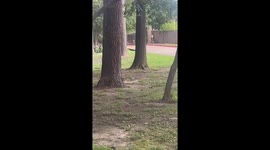 Squirrel dodges hawk attack in Houston, Texas