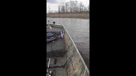 Alligators fight in Steinhagen Lake, Jasper, Texas