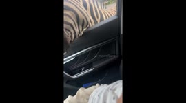 Faddy Hungry Zebra