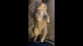 What do kittens dream about?