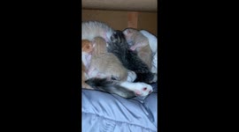 kitties fighting over titties