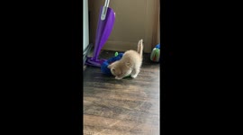Scared of the slipper