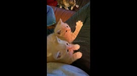 Curious meows