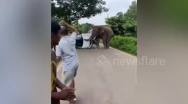 Enraged elephant attacks car that was parked in its territory