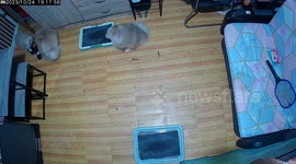 Feisty Pomeranian puppy fights with bigger dogs