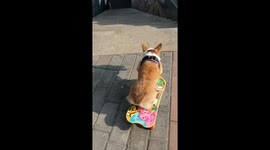 Corgi Skateboarding Downstairs Perfectly