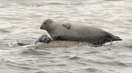 Newborn baby seal pup tries to feed from its mother while she is resting on a rock with the waves washing over it.