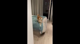 A Lovely Shiba Inu