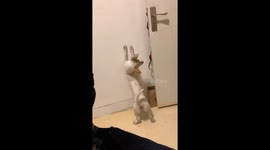 A Dancing Dog