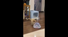 Cat Playing and Jumping