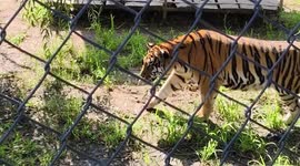Tiger sneaks up on dozing mate then pounces to wake it up for playing