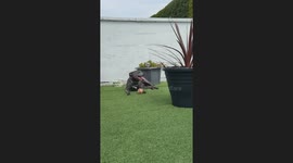 happy dog in the sun