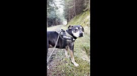 Staffie on a walk