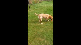 Dog has unique way of playing with her ball