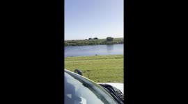 live wildlife events