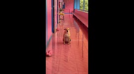 Stray dog given shelter in school quickly makes classrooms its home