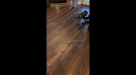 Frenchie puppies refuse to give their mommy a single moment alone