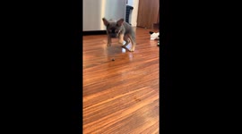 Blueberry Play Time