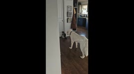 Silly Kitty Plays With Cat Door