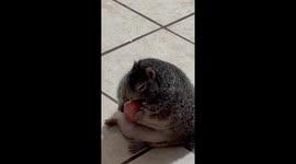 Rotund Squirrel Snacks On Apple