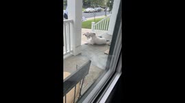 Pittie With Piggy Not Patted By Passing Mailman