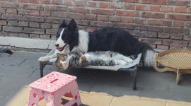 Cat naps while dog rests head in Beijing, China