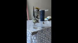 Parrot stuck in glass jar while drinking water in Guizhou, China
