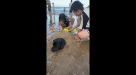 Children bury dog in sand at the beach in Hunan, China