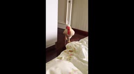 Rooster jumps on bed to wake owner in Sichuan, China