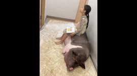 Girl uses napping pig as stool in Guangxi, China