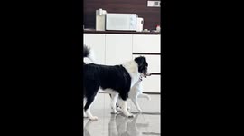 Cheeky cat repeatedly slaps dog in Shandong, China