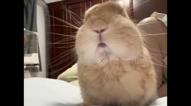 Rabbit throws tantrum on pillow in Fujian, China