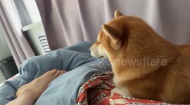 Dog reacts to owner’s teasing foot in Heilongjiang, China