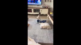 Clever cat brings blanket to sofa in Jiangsu, China