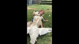 Goose fiercely attacks dog in Chongqing, China