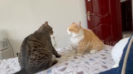 Two cats face off on bed in Hebei, China