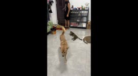Cat greets dog with meows in Yunnan, China