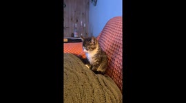 Buffalo the Kitty Gets the Eepys