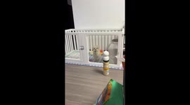 Playful dog taps screen loudly for attention in Shanghai, China