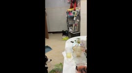 Playful corgi enjoys tossing slippers indoors in Guangdong, China
